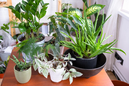 Group of popular indoor plants on the table in the interior: Calathea, aloe, diffenbachia, sansevieria, ficus. Houseplant Growing and caring for indoor plant, green home, irrigation, fertilizersの写真素材