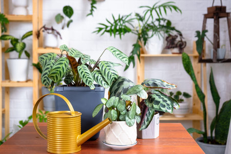 Group of popular indoor plants on the table in the interior: Calathea, aloe, diffenbachia, sansevieria, ficus. Houseplant Growing and caring for indoor plant, green home, irrigation, fertilizersの写真素材
