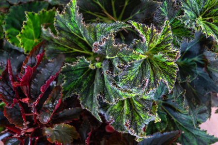 Background of leaves of different varieties of decorative begoniasの写真素材