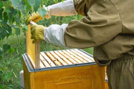 A beekeeper, a woman in a protective suit against bee stings, holds a frame with honey from a bee...