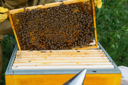 A beekeeper, a woman in a protective suit against bee stings, holds a frame with honey from a bee...