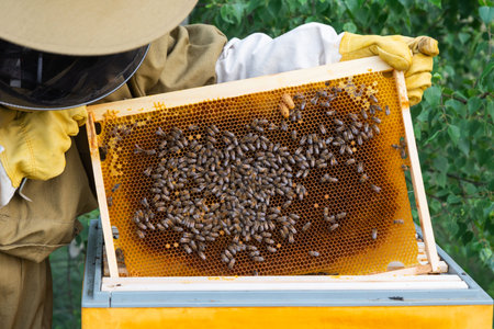 A beekeeper, a woman in a protective suit against bee stings, holds a frame with honey from a bee...