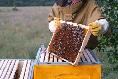 A beekeeper, a woman in a protective suit against bee stings, holds a frame with honey from a bee...