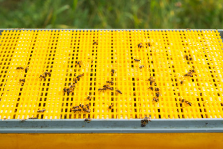 An open hive with frames and bees in rural areas, a bee fumigator, keeping bees in agricultures....
