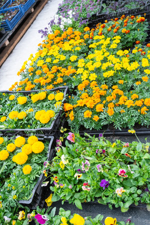 Seedlings of marigolds with outdoor summer flowers for outdoor landscaping and decoration of balconies, facades, cafes are sale in a flower shopの写真素材