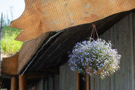Outdoor landscaping - pots and planters on the city street with outdoor flowers violets, marigolds, ivy. Decoration of cafes, windows of the house with flowerbeds with flowering plantsの写真素材