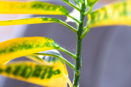 Leaves home plant affected by a spider mite parasite, small insects, Problems in the cultivation of...