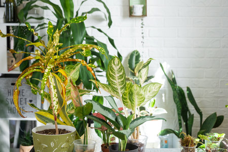 Different varieties of tropical aglaonemes on the floral table in the interior of the house. The flower hobby of a potted plant breederの写真素材