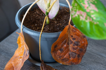 Problems in cultivation on sheet of aglaonema - leaves affected by black rot, overflow of plant, rotting of rootsの写真素材
