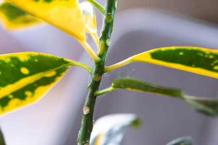 Leaves home plant affected by a spider mite parasite, small insects, Problems in the cultivation of...