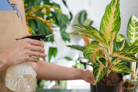 Woman florist sprays from a spray gun home plants aglaonema, liquid fertilizer, pest control. Home plant growing, green house, water balance, humidificationの写真素材