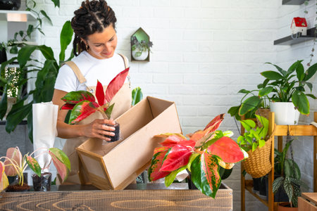 Woman unpacks a box with a parcel of potted flowers of red aglaonem - order wrapped tropical plants, delivery. Sale, safe shipment of plants from the store, packaging. Flower shop, home businessの写真素材