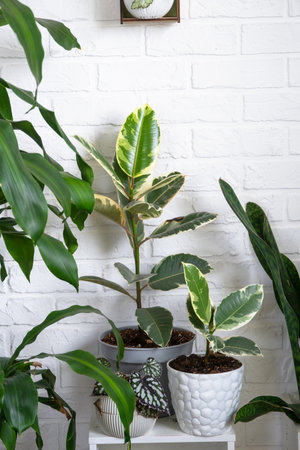 Group of popular indoor plants in the interior near a white brick wall: Begonia, sansevieria, ficus. Houseplant Growing and caring for indoor plant, green home, irrigation, fertilizersの写真素材