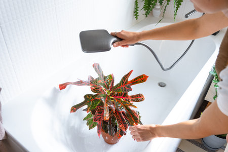 A woman in an apron washes the Croton Codium houseplant from the shower in the bathroom. Care of potted plants, watering, dusting, humidificationの写真素材