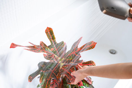 Croton Codium houseplant it stands in bathroom for washing. Care of potted plants, watering, dusting, humidificationの写真素材