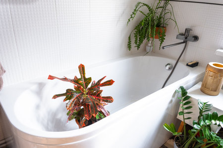 Croton Codium houseplant it stands in bathroom for washing. Care of potted plants, watering, dusting, humidificationの写真素材