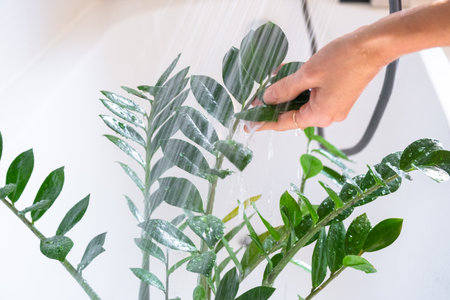 Zamioculcas zamiifolia houseplant it stands under water jets in the bathroom for washing. Care of potted plants, watering, dusting, humidificationの写真素材