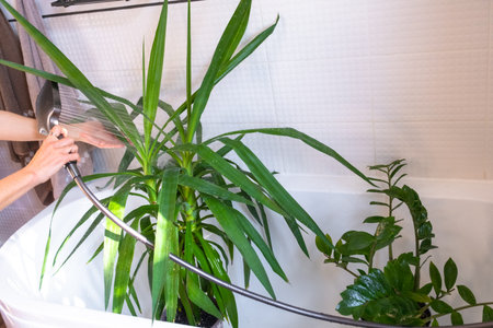 Yucca dracaena houseplant it stands in the bathroom for washing. Care of potted plants, watering, dusting, humidificationの写真素材