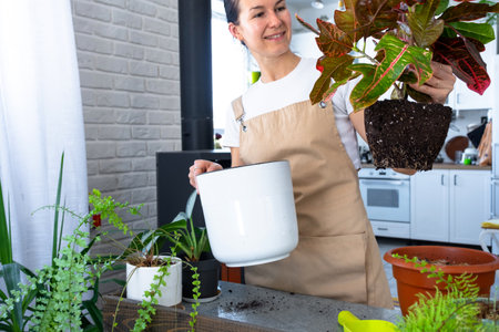 Repotting and caring home plant croton into new pot in home interior. Woman breeds and grows plants hobby, holds tropical plant with red leavesの写真素材