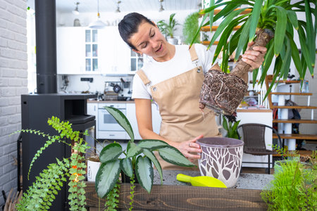 Repotting and caring home plant Yucca into new pot in home interior. Woman breeds and grows plants hobby, holds tropical plant Dracaenaの写真素材