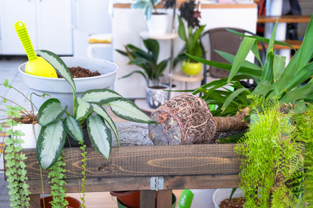 Yucca, aglaonema, fern on the table for transplanting and caring for domestic plants in the interior of a green house with potted plantsの写真素材