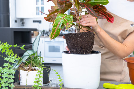 Repotting and caring home plant croton into new pot in home interior. Woman breeds and grows plants hobby, holds tropical plant with red leavesの写真素材