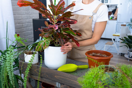 Repotting and caring home plant codium croton into new pot in home interior. Woman breeds and grows plants hobby, holds tropical plant with red leavesの写真素材