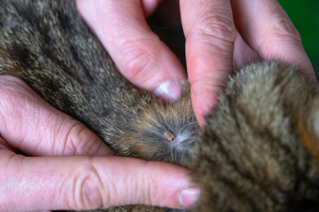 The tick bit into the skin of the cat under the fur, removing the tickの写真素材