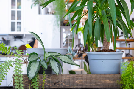 Repotting and caring home plant Yucca into new pot in home interior. Woman breeds and grows plants hobby, holds tropical plant Dracaenaの写真素材