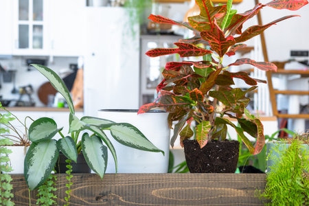 Croton Codium on the table for transplanting and caring for domestic plants in the interior of a green house with potted plantsの写真素材