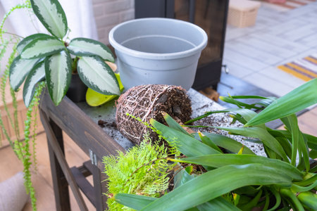 Yucca, aglaonema, fern on the table for transplanting and caring for domestic plants in the interior of a green house with potted plantsの写真素材