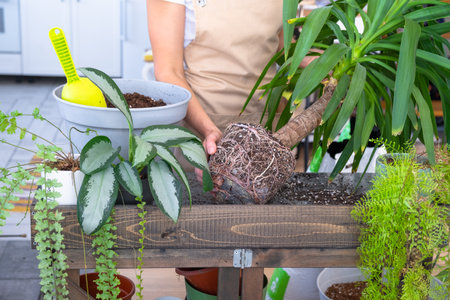Repotting and caring home plant Yucca into new pot in home interior. Woman breeds and grows plants hobby, holds tropical plant Dracaenaの写真素材