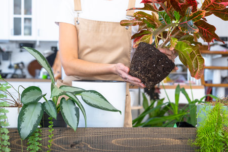 Repotting and caring home plant croton into new pot in home interior. Woman breeds and grows plants hobby, holds tropical plant with red leavesの写真素材