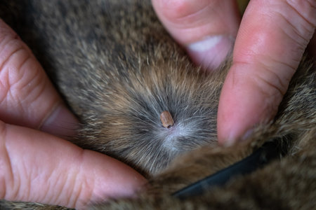 The tick bit into the skin of the cat under the fur, removing the tickの写真素材