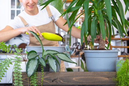 Repotting and caring home plant Yucca into new pot in home interior. Woman breeds and grows plants hobby, holds tropical plant Dracaenaの写真素材