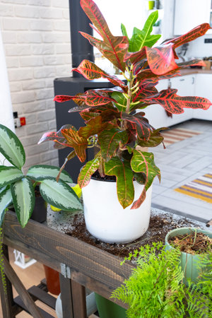 Croton Codium on the table for transplanting and caring for domestic plants in the interior of a green house with potted plantsの写真素材