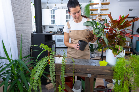 Repotting and caring home plant Aglaonema into new pot in home interior. Woman breeds and grows plants hobby, holds tropical plant aroidの写真素材