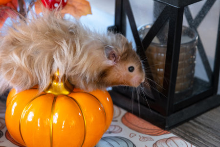 Funny shaggy fluffy hamster in Halloween and autumn decor among pumpkins, yellow leaves on table. Harvest Festivalの写真素材