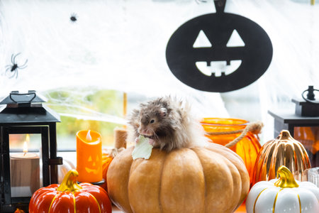 A funny shaggy fluffy hamster sits on a pumpkin and chews a leaf in a Halloween decor among garlands, lanterns, candles. Harvest Festivalの写真素材