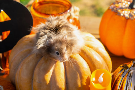 A funny shaggy fluffy hamster sits outdoor on a pumpkin in a Halloween decor among garlands, lanterns, candles. Harvest Festivalの写真素材