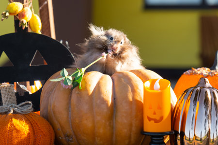 A funny shaggy fluffy hamster sits outdoor on a pumpkin in a Halloween decor among garlands, lanterns, candles. Harvest Festivalの写真素材