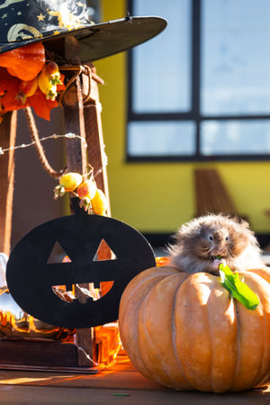 A funny shaggy fluffy hamster sits outdoor on a pumpkin in a Halloween decor among garlands, lanterns, candles. Harvest Festivalの写真素材