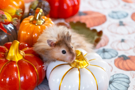 Funny shaggy fluffy hamster in Halloween and autumn decor among pumpkins, yellow leaves on table. Harvest Festivalの写真素材