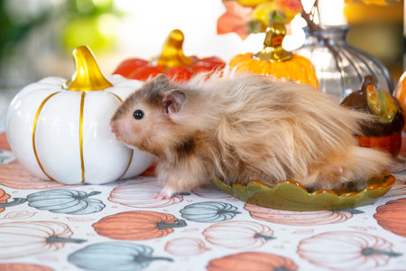 Funny shaggy fluffy hamster in Halloween and autumn decor among pumpkins, yellow leaves on table. Harvest Festivalの写真素材