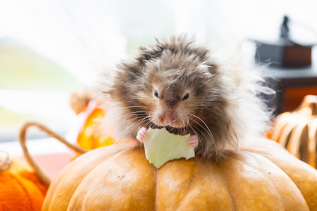 A funny shaggy fluffy hamster sits on a pumpkin and chews a leaf in a Halloween decor among garlands, lanterns, candles. Harvest Festivalの写真素材