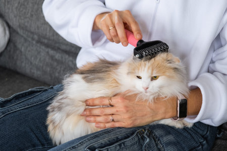 A woman takes care of a domestic cat, combs its fur with a comb