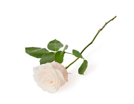 The creame rose are isolated on a white backgroundの写真素材