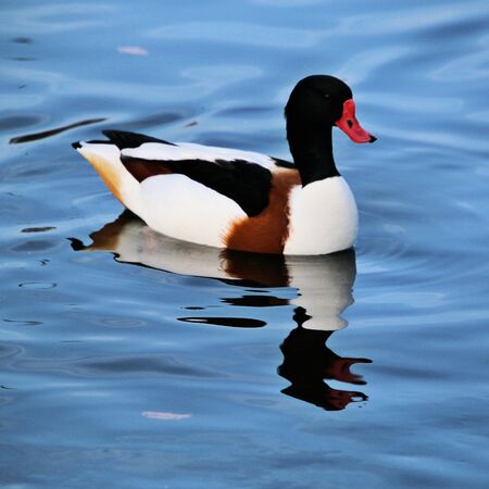 A view of a Shelduckの写真素材