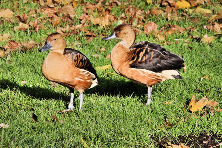 A view of a Whistling Duck at Martin Mere Nature Reserve