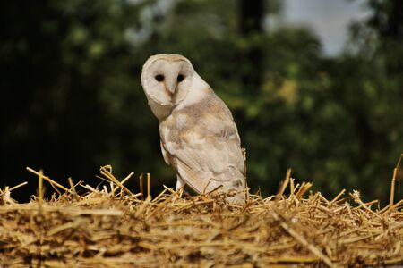 A view of a Barn Owl perched on a log in staffordshireの写真素材